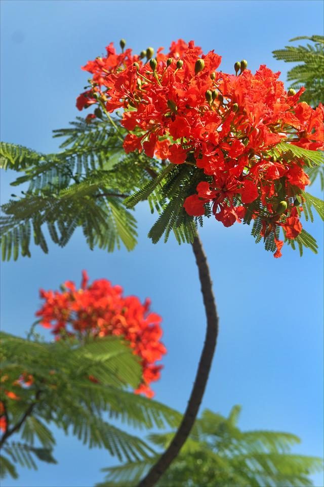 狀元紅，揭秘4987最準最快的秘密武器，狀元紅，揭秘最準最快的秘密武器 4987