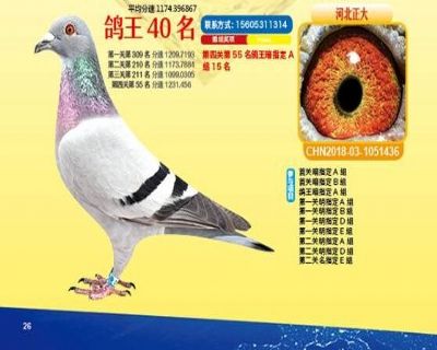 王中王四馬一肖，探尋背后的故事與奧秘，王中王四馬一肖，背后的故事與奧秘探尋