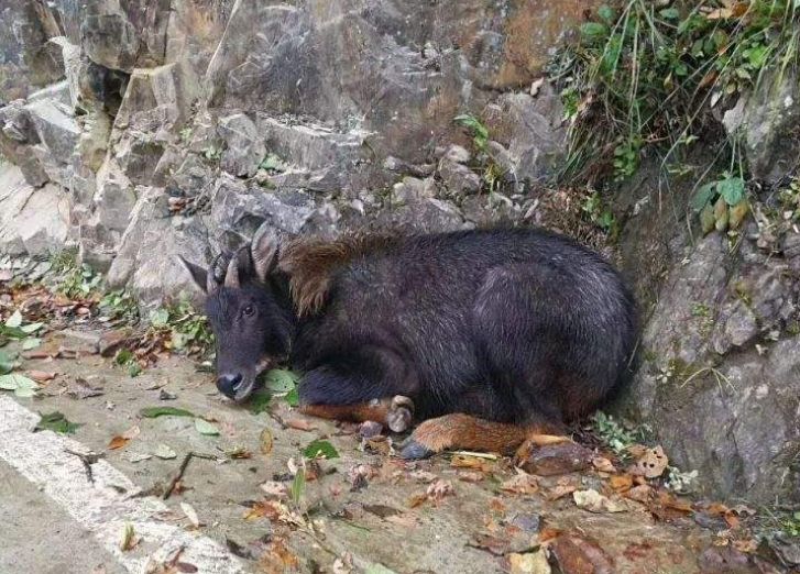 揭秘背后的秘密與策略