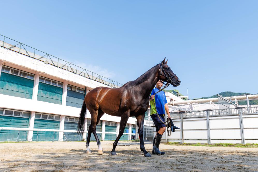 香港賽馬，77777與888888的傳奇故事，香港賽馬傳奇，77777與888888的賽場奇緣