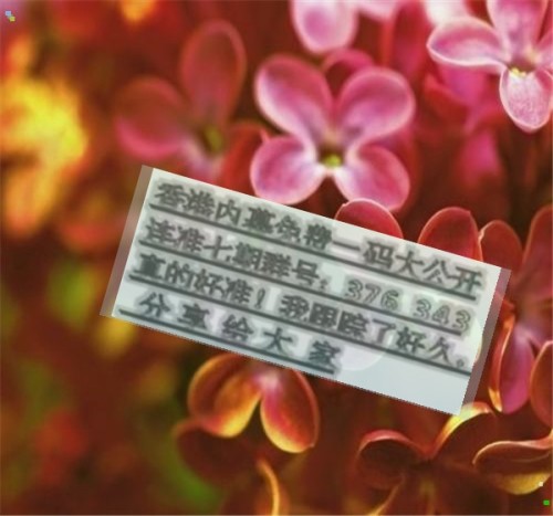 兩肖必中一肖王中王秘密策略