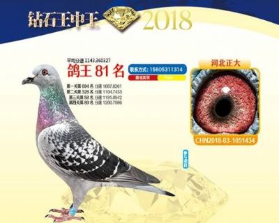 王中王四馬一肖