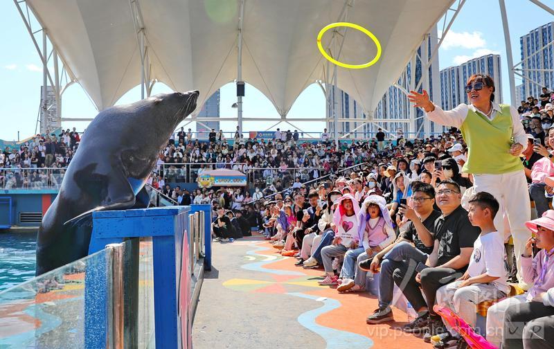 新澳2025今晚開獎結果揭曉，期待與驚喜交織的時刻，新澳2025今晚開獎結果揭曉，期待與驚喜的時刻來臨