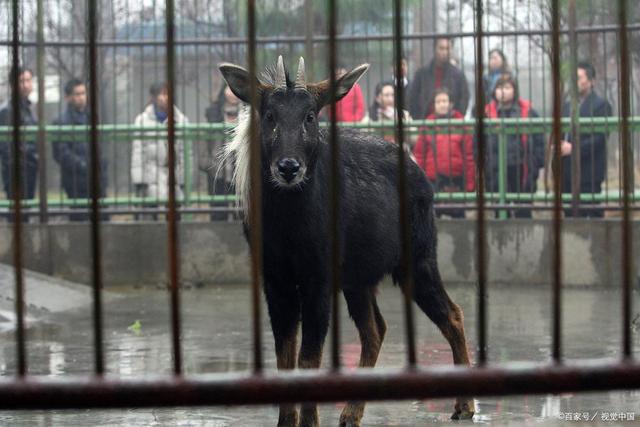 四不像王中王資料一肖，揭秘神秘傳說(shuō)與獨(dú)特魅力，揭秘四不像王中王神秘傳說(shuō)與獨(dú)特魅力，一肖資料解析