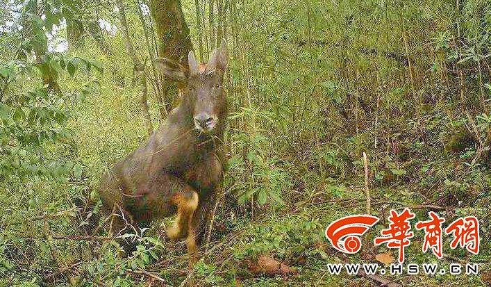 四不像必中一肖——揭秘王中王的神秘預(yù)測之道,揭秘王中王的神秘預(yù)測之道,四不像必中一肖的真相探索