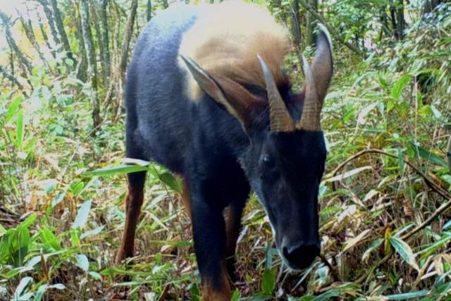 四不像必中一肖——揭秘王中王的神秘預測之道，揭秘王中王的神秘預測之道，四不像必中一肖的真相探索