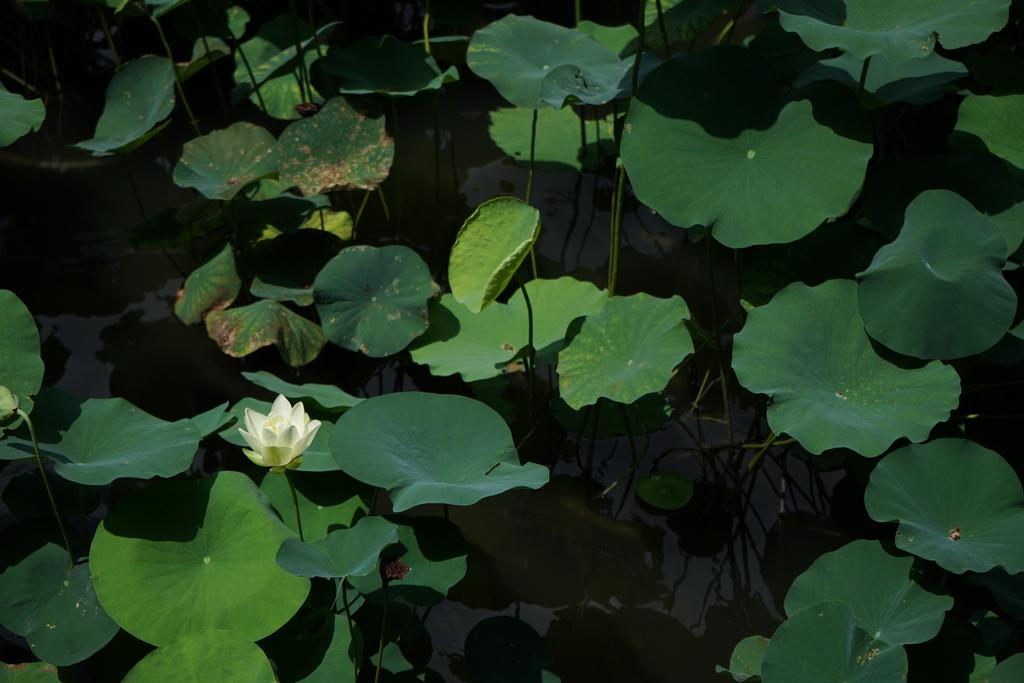 今晚澳門精準四不像,揭秘與探索,澳門今晚精準四不像揭秘探索之旅