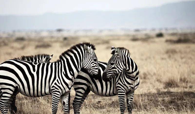 澳門一碼一肖一待一中四不像——揭開神秘面紗下的真相,澳門神秘事件揭秘,一碼一肖一待一中四不像真相探索