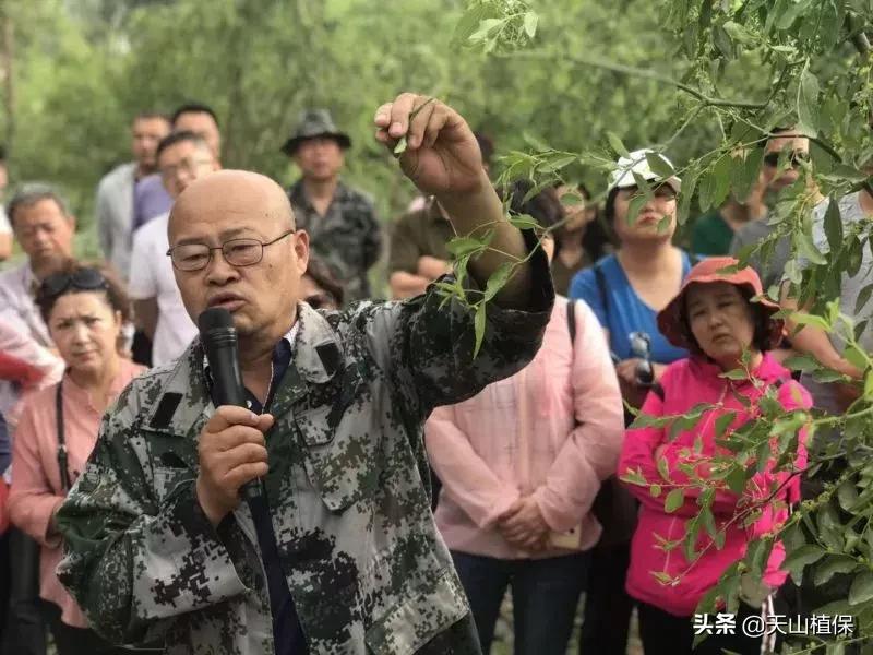 長期吃紅棗的潛在害處，了解并平衡飲食健康，長期食用紅棗的潛在風(fēng)險(xiǎn)與飲食平衡的重要性