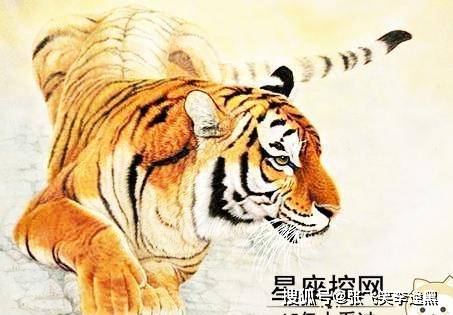 山上王中王,揭秘生肖傳奇,揭秘生肖傳奇,山上王中王的傳奇故事