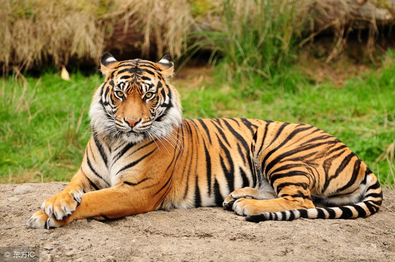 王中王的動物打一肖,深度解析與探索,王中王動物揭秘,深度解析與探索的生肖之謎