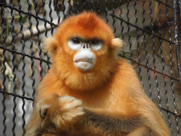 揭秘王中王的動(dòng)物背后隱藏的生肖秘密,揭秘王中王背后的生肖秘密,探尋動(dòng)物背后的神秘屬性