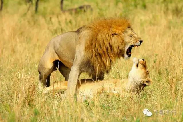 揭秘王中王的動(dòng)物背后隱藏的生肖秘密,揭秘王中王背后的生肖秘密,探尋動(dòng)物背后的神秘屬性