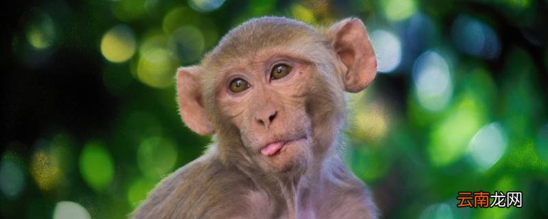 林中高手王中王一生肖，探尋神秘與傳奇的交融，林中高手王中王一生肖，神秘與傳奇的交融之旅