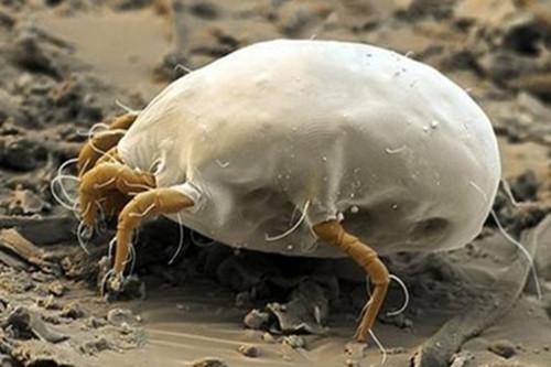 螨蟲(chóng)圖片,了解螨蟲(chóng),預(yù)防與應(yīng)對(duì),螨蟲(chóng)知識(shí)大全,圖片展示、預(yù)防與應(yīng)對(duì)策略