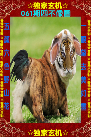 四不像一肖中特王中王——揭秘生肖奧秘與獨特魅力，揭秘生肖奧秘與獨特魅力，四不像一肖中特王中王揭秘揭曉！