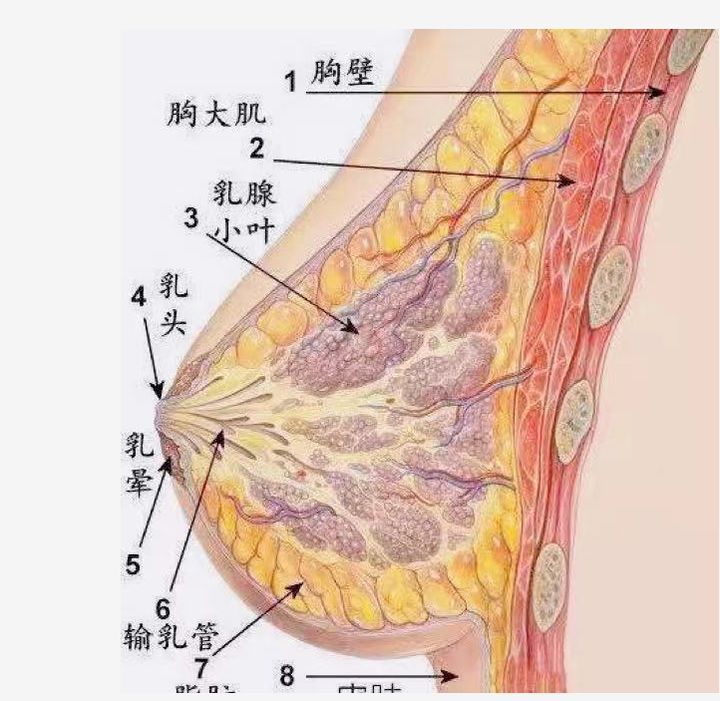 豐胸手術對身體的影響,全面解析風險與后果,豐胸手術風險與后果全面解析,對身體的影響探討