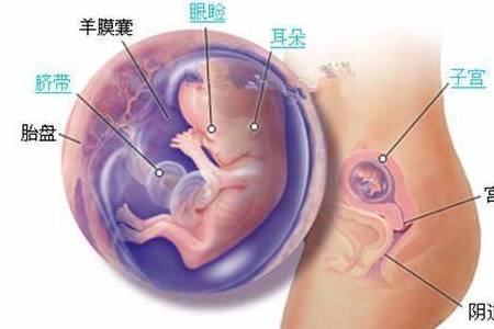 懷孕三個月胎兒圖,揭秘胎兒成長奧秘,懷孕三個月胎兒成長揭秘,胎兒圖揭示成長奧秘