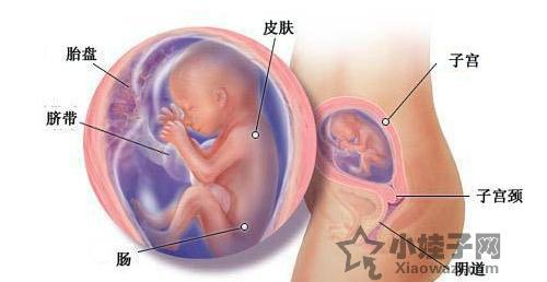 懷孕三個月胎兒圖,揭秘胎兒成長奧秘,懷孕三個月胎兒成長揭秘,胎兒圖揭示成長奧秘
