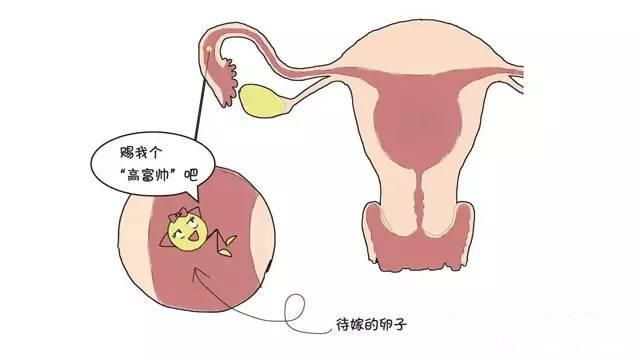 卵巢早衰的癥狀有哪些,揭示早期預警信號與影響,卵巢早衰揭示,早期預警信號、癥狀及影響