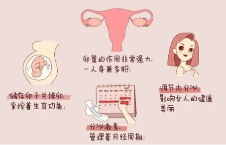 卵巢早衰的癥狀有哪些,揭示早期預警信號與影響,卵巢早衰揭示,早期預警信號、癥狀及影響