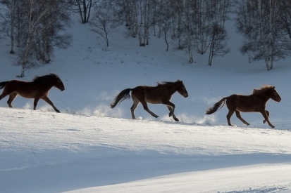 王中王一肖必中四不像,揭秘背后的秘密與真相探索,揭秘王中王一肖四不像背后的真相與秘密探索