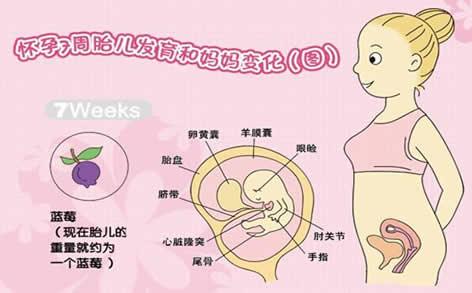 孕酮正常值參考表,了解孕酮及其重要性,孕酮正常值參考表,孕酮功能與重要性解析