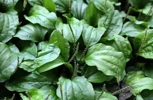 車前草的功效與作用,治療痛風(fēng)的自然療法,車前草治療痛風(fēng),自然療法的功效與作用探索