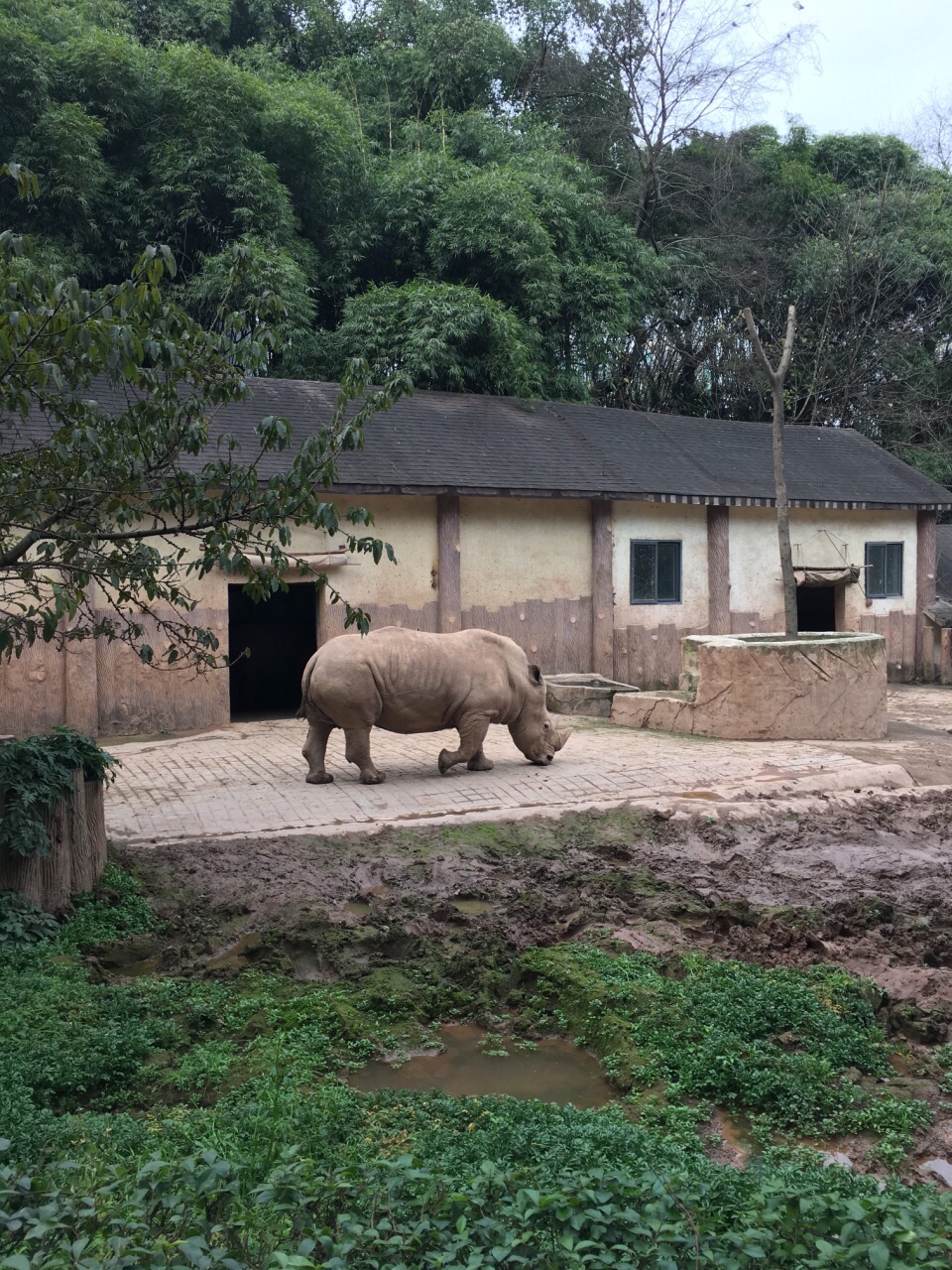 重慶動物園,探索動物世界的魅力之地,重慶動物園,動物世界的魅力探索之旅
