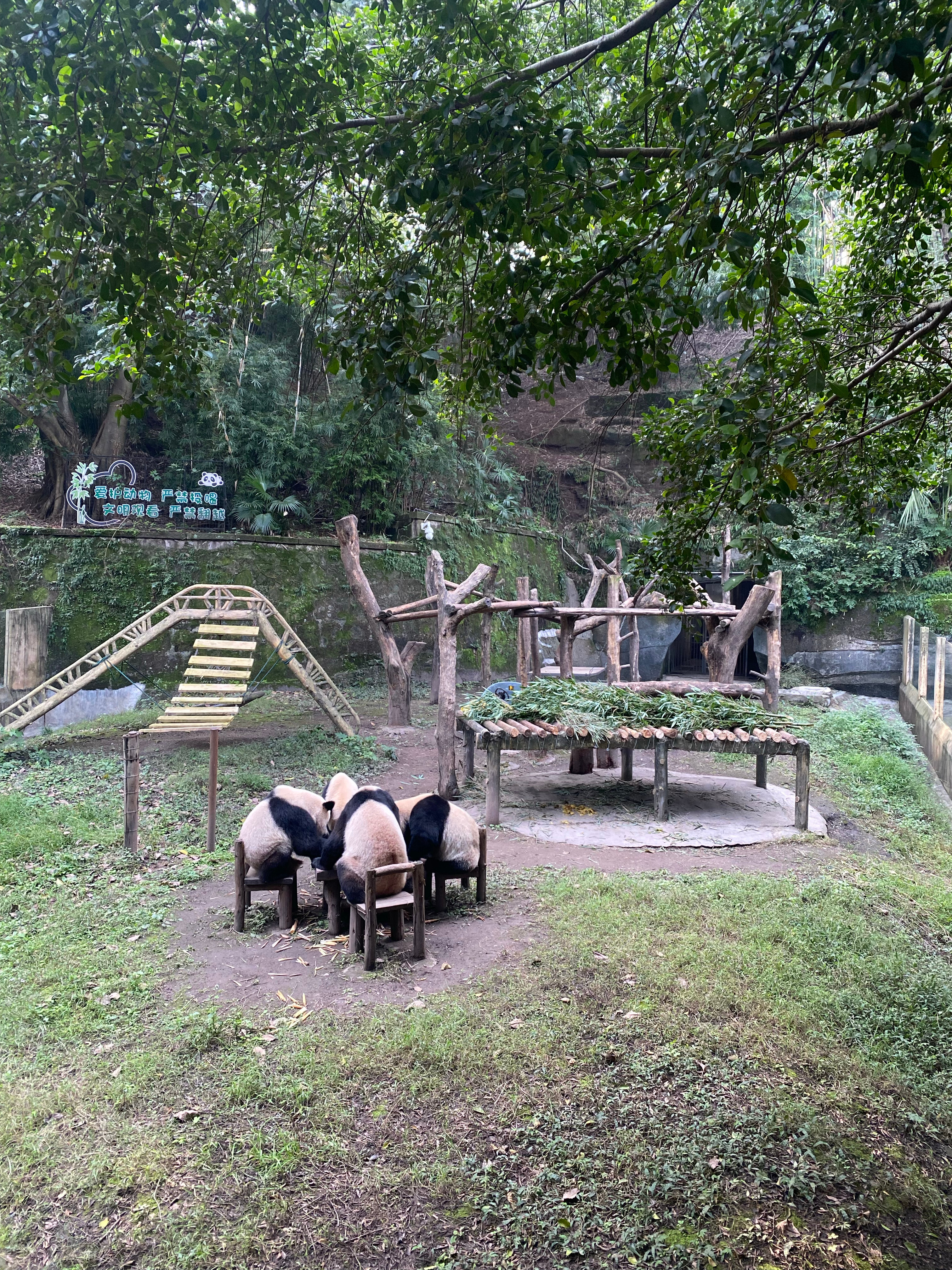 重慶動物園,探索動物世界的魅力之地,重慶動物園,動物世界的魅力探索之旅