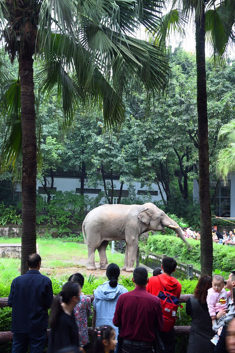 重慶動物園,探索動物世界的魅力之地,重慶動物園,動物世界的魅力探索之旅