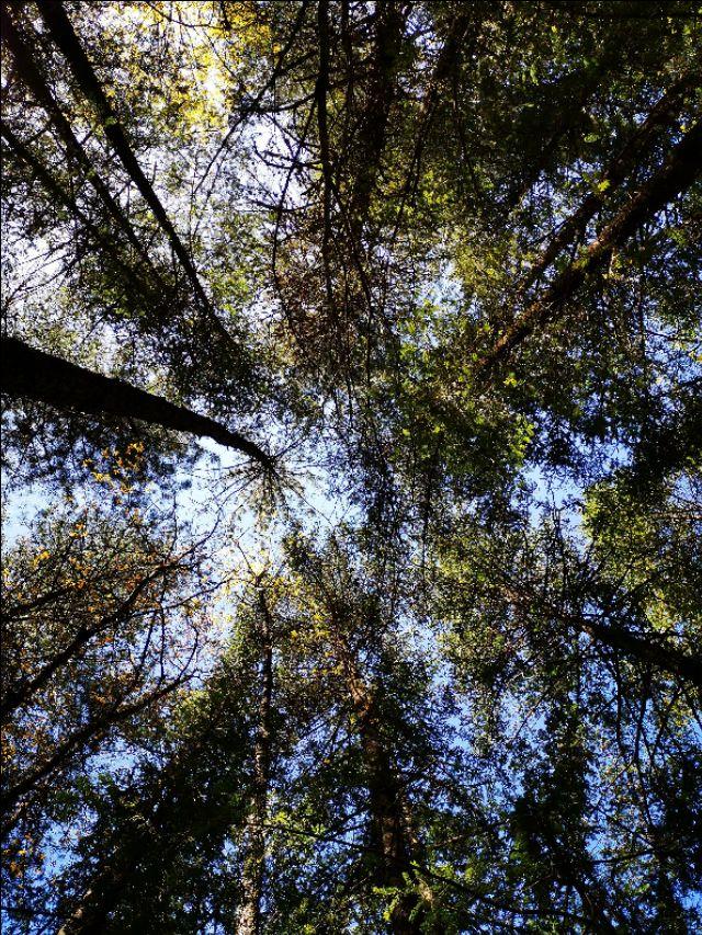 九寨溝風景介紹——大自然的絕美畫卷,九寨溝,大自然的絕美畫卷之旅