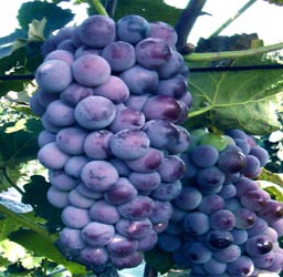 葡萄京王中王一肖,探索關鍵詞背后的故事,葡萄京王中王一肖,揭秘關鍵詞背后的傳奇故事