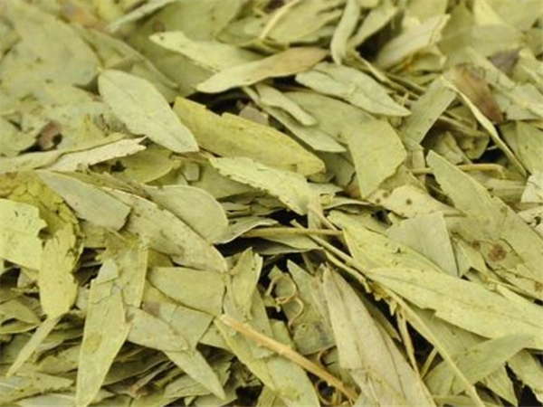 番瀉葉的功效與作用,番瀉葉的功效與作用簡介