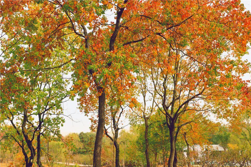 劉伯溫的欲錢猜一肖,神秘預(yù)言與SEO解讀,劉伯溫欲錢猜一肖神秘預(yù)言與SEO解讀揭秘
