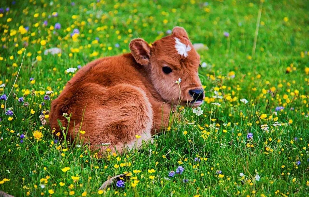 腹瀉拉稀水是什么原因,全面解析常見原因與應對之策,腹瀉拉稀水的原因及應對之策全面解析