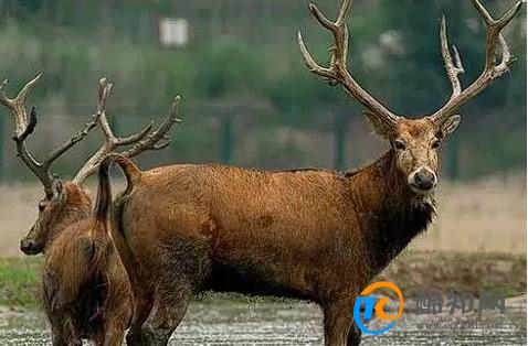 澳門四不像正版四不像網,探索真實與虛幻的交融之地,澳門四不像正版探索,真實與虛幻的交融世界