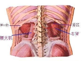 飛機打多了腎疼怎么辦——探究原因與解決方案,飛機打多了腎疼怎么辦?——原因解析與解決方案探討