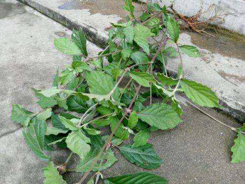 風濕最怕三種草藥，了解并合理利用，助力健康，風濕克星，三種草藥助你健康擺脫困擾