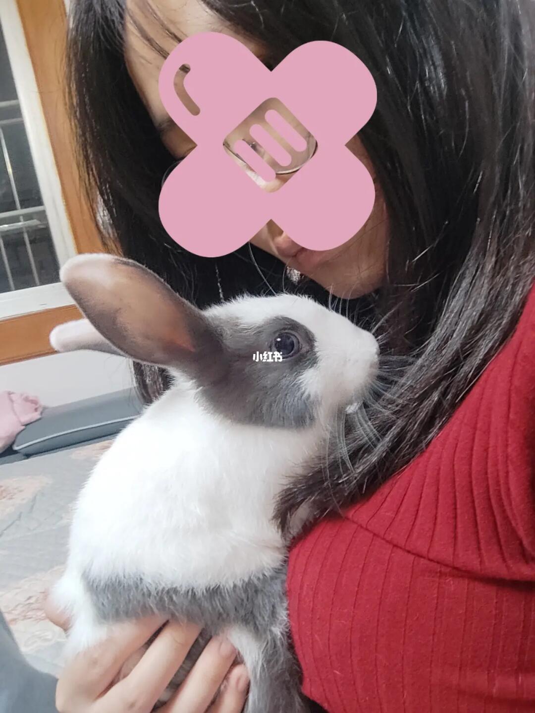 探索美食之旅，如何優雅地享受小兔子美食——一種獨特的姿勢分享，優雅品味小兔子美食，一場獨特的美食探索之旅