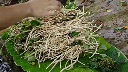 魚腥草并非一級(jí)致癌物，真相揭示與科學(xué)解讀，魚腥草真相揭秘，非一級(jí)致癌物，科學(xué)解讀與解讀誤區(qū)揭秘