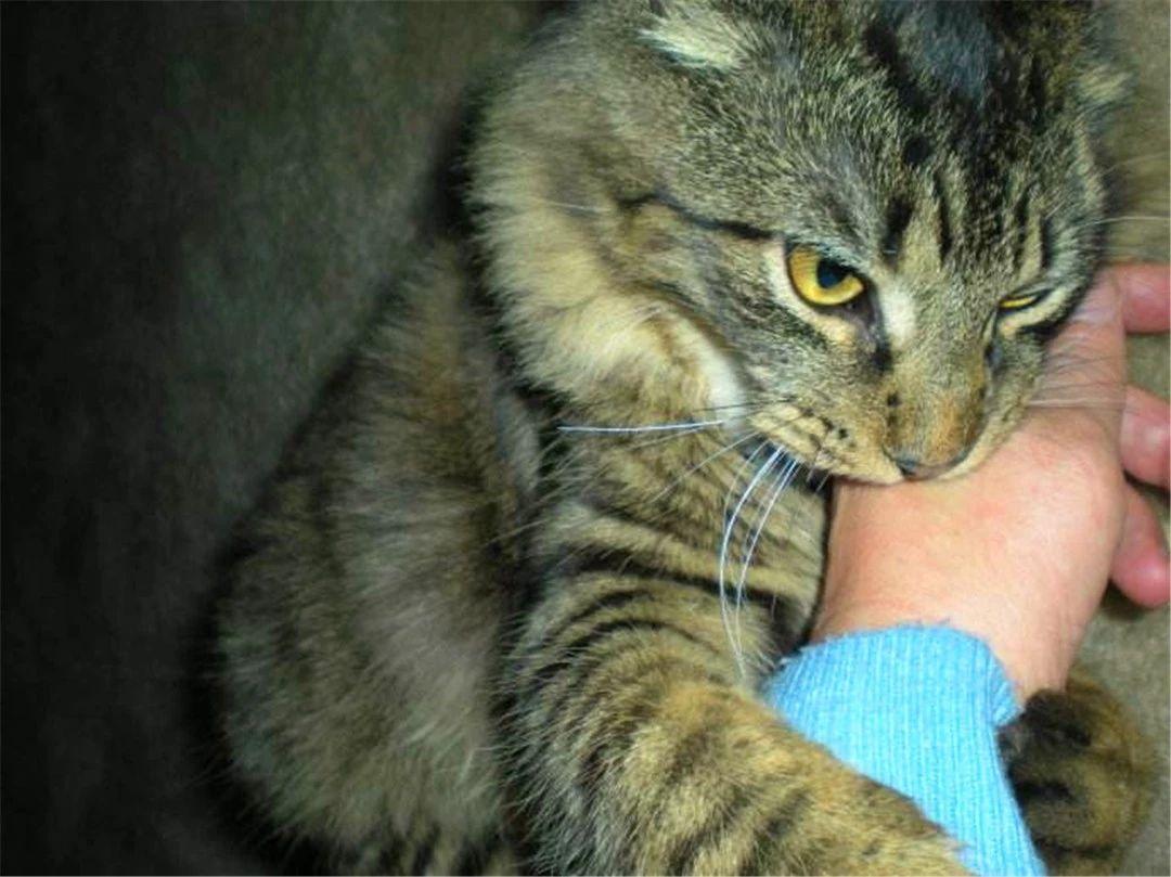 狂犬病潛伏期最長多久，深入了解狂犬病的潛伏期及相關知識，深入了解狂犬病潛伏期，最長多久及其他相關知識解析