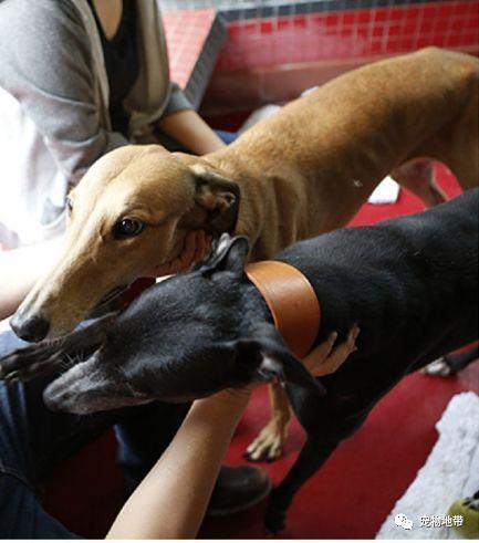 澳門馬會傳真,探索澳門賽馬文化的魅力,澳門馬會傳真,揭秘澳門賽馬文化的獨特魅力