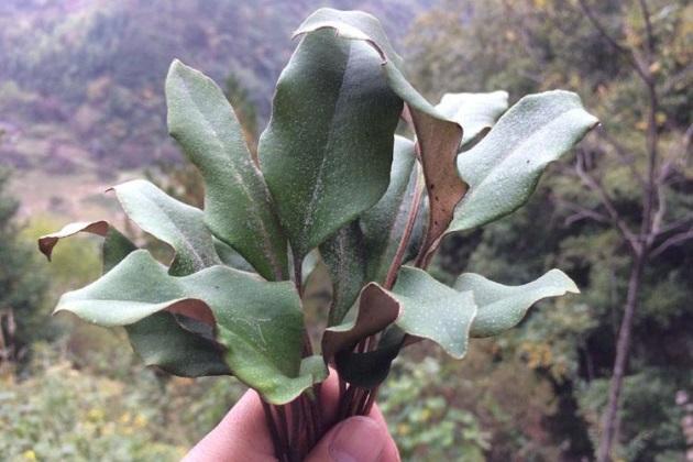 鐵皮石斛泡水喝的功效，揭示其潛在的健康益處，鐵皮石斛泡水喝的健康益處，探索其潛在功效與益處