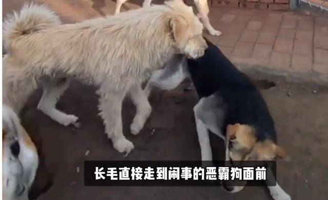 新澳門天天彩正版免費——探索正版彩票的樂趣與財富,澳門天天彩正版免費探索彩票財富與樂趣的旅程