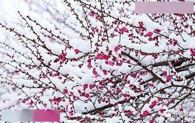 探索新澳門正版梅花詩，展望2025年第107期精彩內容，探索新澳門正版梅花詩，展望第107期精彩內容揭曉