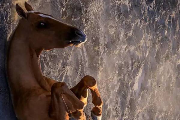 揭秘彩票背后的秘密，揭秘王中王四不像出一肖背后的奧秘，揭秘彩票王中王四不像出一肖背后的神秘秘密