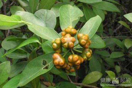 巴戟天的作用和功效,深入解析傳統中藥材的魅力,巴戟天的功效與作用,揭示傳統中藥材的奧秘與魅力