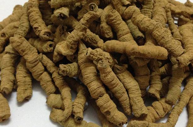 巴戟天的作用和功效,深入解析傳統中藥材的魅力,巴戟天的功效與作用,揭示傳統中藥材的奧秘與魅力