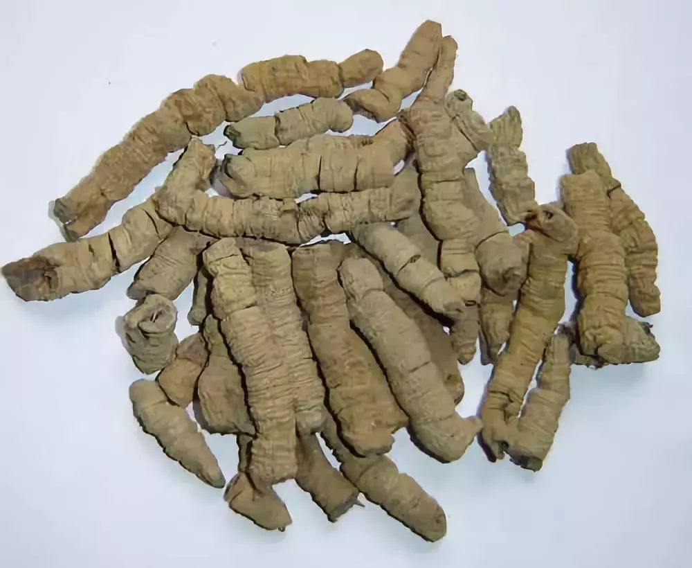 巴戟天的作用和功效,深入解析傳統中藥材的魅力,巴戟天的功效與作用,揭示傳統中藥材的奧秘與魅力